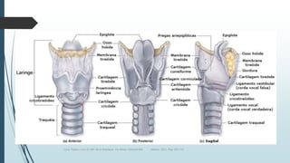 Luna, Pastor y Col. EL ABC de la Anestesia. Vía Aérea. Editorial Alfil. México. 2011. Pág. 183-214.
 
