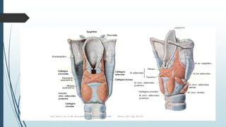 Luna, Pastor y Col. EL ABC de la Anestesia. Vía Aérea. Editorial Alfil. México. 2011. Pág. 183-214.
 