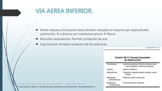 VIA AEREA INFERIOR.
 Desde tráquea y bronquios hasta alveolos ubicados en órganos par especializado
(pulmones)  cubiertos por membrana serosa  Pleura.
 Músculos respiratorios: Permite circulación de aire.
 Caja torácica: Armazón protector de los pulmones.
Luna, Pastor y Col. EL ABC de la Anestesia. Vía Aérea. Editorial Alfil. México. 2011. Pág. 183-214.
Tomado de Ríos E, Reyes JL: Valor predictivo de las evaluaciones de la vía aérea difícil. Trauma 2005;8(3):63–70.
 