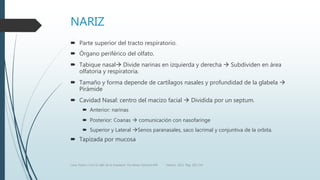 NARIZ
 Parte superior del tracto respiratorio.
 Órgano periférico del olfato.
 Tabique nasal Divide narinas en izquierda y derecha  Subdividen en área
olfatoria y respiratoria.
 Tamaño y forma depende de cartílagos nasales y profundidad de la glabela 
Pirámide
 Cavidad Nasal: centro del macizo facial  Dividida por un septum.
 Anterior: narinas
 Posterior: Coanas  comunicación con nasofaringe
 Superior y Lateral Senos paranasales, saco lacrimal y conjuntiva de la orbita.
 Tapizada por mucosa
Luna, Pastor y Col. EL ABC de la Anestesia. Vía Aérea. Editorial Alfil. México. 2011. Pág. 183-214.
 
