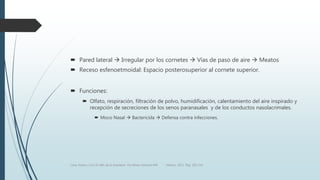  Pared lateral  Irregular por los cornetes  Vías de paso de aire  Meatos
 Receso esfenoetmoidal: Espacio posterosuperior al cornete superior.
 Funciones:
 Olfato, respiración, filtración de polvo, humidificación, calentamiento del aire inspirado y
recepción de secreciones de los senos paranasales y de los conductos nasolacrimales.
 Moco Nasal  Bactericida  Defensa contra infecciones.
Luna, Pastor y Col. EL ABC de la Anestesia. Vía Aérea. Editorial Alfil. México. 2011. Pág. 183-214.
 