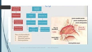 Luna, Pastor y Col. EL ABC de la Anestesia. Vía Aérea. Editorial Alfil. México. 2011. Pág. 183-214.
 