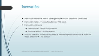 Inervación:
 Inervación sensitiva Ramas del trigémino nervios oftálmicos y maxilares.
 Inervación motora Musculo cutáneos  N. facial.
 Inervación autónoma
 Parasimpática Ganglio Ptergopalatino
 Simpática  Plexo carotideo externo.
 Maculas olfatorias  Células bipolares  reciben impulsos olfatorios  Bulbo 
tracto olfatorio  I Par craneal.
Luna, Pastor y Col. EL ABC de la Anestesia. Vía Aérea. Editorial Alfil. México. 2011. Pág. 183-214.
 