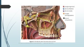 Luna, Pastor y Col. EL ABC de la Anestesia. Vía Aérea. Editorial Alfil. México. 2011. Pág. 183-214.
 