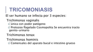 TRICOMONIASIS
El ser humano se infecta por 3 especies:
Trichimonas vaginalis
única con poder patógeno
Protozoo flagelado Cosmopolita Se encuentra tracto
genito-urinario
Trichimonas tenax
Trichimonas hominis
Comensales del aparato bucal e intestino grueso
 