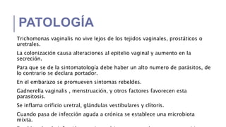 PATOLOGÍA
Trichomonas vaginalis no vive lejos de los tejidos vaginales, prostáticos o
uretrales.
La colonización causa alteraciones al epitelio vaginal y aumento en la
secreción.
Para que se de la sintomatología debe haber un alto numero de parásitos, de
lo contrario se declara portador.
En el embarazo se promueven síntomas rebeldes.
Gadnerella vaginalis , menstruación, y otros factores favorecen esta
parasitosis.
Se inflama orificio uretral, glándulas vestibulares y clítoris.
Cuando pasa de infección aguda a crónica se establece una microbiota
mixta.
 