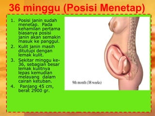 36 minggu (Posisi Menetap)
1. Posisi janin sudah
menetap. Pada
kehamilan pertama
biasanya posisi
janin akan semakin
masuk ke panggul.
2. Kulit janin masih
ditutupi dengan
lemak kulit.
3. Sekitar minggu ke-
36, sebagian besar
lemak kulitnya
lepas kemudian
melayang dalam
cairan ketuban.
4. Panjang 45 cm,
berat 2900 gr.
 