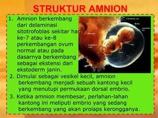 STRUKTUR AMNION
2. Dimulai sebagai vesikel kecil, amnion
berkembang menjadi sebuah kantong kecil
yang menutupi permukaan dorsal embrio.
3. Ketika amnion membesar, perlahan-lahan
kantong ini meliputi embrio yang sedang
berkembang yang akan prolaps kerongganya.
1. Amnion berkembang
dari delaminasi
sitotrofoblas sekitar hari
ke-7 atau ke-8
perkembangan ovum
normal atau pada
dasarnya berkembang
sebagai ekstensi dari
ekstoderm janin.
 