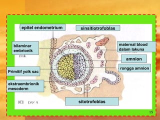 1515
sinsitiotrofoblasepitel endometrium
amnion
rongga amnion
sitotrofoblas
ekstraembrionik
mesoderm
Primitif yolk sac
bilaminar
embrionik
maternal blood
dalam lakuna
 