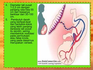 4. Diameter tali pusat
1-2,5 cm dengan
panjang rata-rata 55
cm dan biasanya
berkisar dari 30-100
cm.
5. Pembuluh darah
yang berlipat-lipat
dan berkelok-kelok
yang lebih panjang
daripada tali pusat
itu sendiri, sering
membentuk nodulasi
pada permukaan
atau false knots,
yang pada dasarnya
merupakan varises.
 