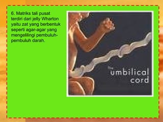 6. Matriks tali pusat
terdiri dari jelly Wharton
yaitu zat yang berbentuk
seperti agar-agar yang
mengelilingi pembuluh-
pembuluh darah.
 