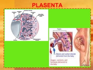 PLASENTA
 