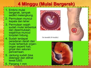 4 Minggu (Mulai Bergerak)4 Minggu (Mulai Bergerak)
1. Embrio mulai
bergerak, tampak
sedikit melengkung.
2. Permulaan muncul
kepala dan leher
3. Permulaan wajah
sudah mulai terbentuk
dan dipermukaan
wajahnya muncul
tonjolan hidung.
4. Sudah terdapat
peredaran darah dan
mulai terbentuk organ-
organ seperti hati,
ginjal dan saluran
pencernaan.
5. Jantung sudah bisa
didengar dan dilihat
lewat USG.
6. Panjang 1 mm
 