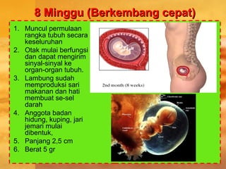 8 Minggu (Berkembang cepat)8 Minggu (Berkembang cepat)
1. Muncul permulaan
rangka tubuh secara
keseluruhan
2. Otak mulai berfungsi
dan dapat mengirim
sinyal-sinyal ke
organ-organ tubuh.
3. Lambung sudah
memproduksi sari
makanan dan hati
membuat se-sel
darah
4. Anggota badan
hidung, kuping, jari
jemari mulai
dibentuk,
5. Panjang 2,5 cm
6. Berat 5 gr
 