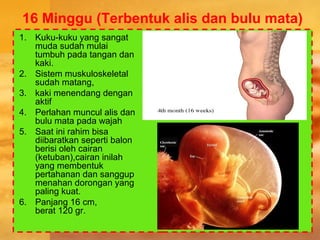 16 Minggu (Terbentuk alis dan bulu mata)
1. Kuku-kuku yang sangat
muda sudah mulai
tumbuh pada tangan dan
kaki.
2. Sistem muskuloskeletal
sudah matang,
3. kaki menendang dengan
aktif
4. Perlahan muncul alis dan
bulu mata pada wajah
5. Saat ini rahim bisa
diibaratkan seperti balon
berisi oleh cairan
(ketuban),cairan inilah
yang membentuk
pertahanan dan sanggup
menahan dorongan yang
paling kuat.
6. Panjang 16 cm,
berat 120 gr.
 