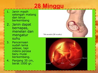 28 Minggu
1. Janin masih
setengah matang
dan terus
berkembang
2. Janin dapat
bernapas,
menelan dan
mengatur
suhu
3. Pencernaan
sudah lama
selesai, tapi
indera perasa
baru mulai
berkembang.
4. Panjang 35 cm,
berat 1000 gr.
 