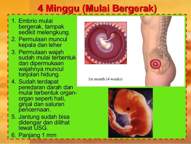4. pertumbuhan janin
