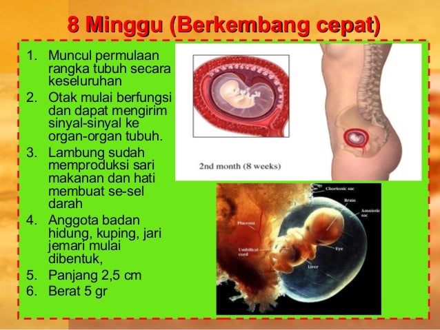 4. pertumbuhan janin