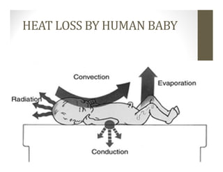 HEAT LOSS BY HUMAN BABY
 