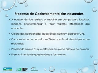 Processo de Cadastramento das nascentes
 A equipe técnica realizou o trabalho em campo para localizar,
mapear, georreferenciar e fazer registros fotográficos das
nascentes.
 Coleta das coordenadas geográficas com um aparelho GPS.
 O cadastramento de todas as 246 nascentes do Município foram
realizados;
 Priorizando as que as que estavam em pleno pisoteio de animais.
 Preenchimento de questionários e formulários.
 