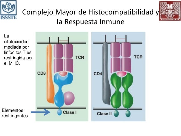 4. Complejo Mayor de Histocompatibilidad UVM Campus Zapopan