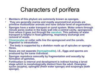 Characters of porifera
• Members of this phylum are commonly known as sponges.
• They are generally marine and mostly asymmetrical animals are
primitive multicellular animals and have cellular level of organisation.
• Sponges have a water transport or canal system. Water enters through
minute pores (ostia) in the body wall into a central cavity, spongocoel,
from where it goes out through the osculum. This pathway of water
transport is helpful in food gathering, respiratory exchange and
removal of waste.
• Choanocytes or collar cells line the spongocoel and the canals.
Digestion is intracellular.
• The body is supported by a skeleton made up of spicules or spongin
fibres.
• Sexes are not separate (hermaphrodite), i.E., Eggs and sperms are
produced by the same individual.
• Sponges reproduce asexually by fragmentation and sexually by
formation of gametes.
• Fertilisation is internal and development is indirect having a larval
stage which is morphologically distinct from the adult. Examples:
sycon (scypha), spongilla (fresh water sponge) and euspongia (bath
sponge).
 