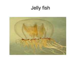 Jelly fish
 