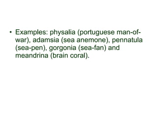 • Examples: physalia (portuguese man-of-
war), adamsia (sea anemone), pennatula
(sea-pen), gorgonia (sea-fan) and
meandrina (brain coral).
 