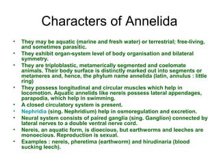 Characters of Annelida
• They may be aquatic (marine and fresh water) or terrestrial; free-living,
and sometimes parasitic.
• They exhibit organ-system level of body organisation and bilateral
symmetry.
• They are triploblastic, metamerically segmented and coelomate
animals. Their body surface is distinctly marked out into segments or
metameres and, hence, the phylum name annelida (latin, annulus : little
ring)
• They possess longitudinal and circular muscles which help in
locomotion. Aquatic annelids like nereis possess lateral appendages,
parapodia, which help in swimming.
• A closed circulatory system is present.
• Nephridia (sing. Nephridium) help in osmoregulation and excretion.
• Neural system consists of paired ganglia (sing. Ganglion) connected by
lateral nerves to a double ventral nerve cord.
• Nereis, an aquatic form, is dioecious, but earthworms and leeches are
monoecious. Reproduction is sexual.
• Examples : nereis, pheretima (earthworm) and hirudinaria (blood
sucking leech).
 