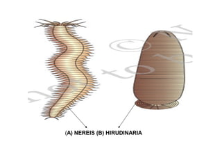 (A) NEREIS (B) HIRUDINARIA
 