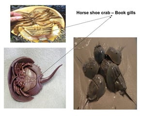 Horse shoe crab – Book gills
 