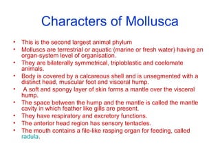 Characters of Mollusca
• This is the second largest animal phylum
• Molluscs are terrestrial or aquatic (marine or fresh water) having an
organ-system level of organisation.
• They are bilaterally symmetrical, triploblastic and coelomate
animals.
• Body is covered by a calcareous shell and is unsegmented with a
distinct head, muscular foot and visceral hump.
• A soft and spongy layer of skin forms a mantle over the visceral
hump.
• The space between the hump and the mantle is called the mantle
cavity in which feather like gills are present.
• They have respiratory and excretory functions.
• The anterior head region has sensory tentacles.
• The mouth contains a file-like rasping organ for feeding, called
radula.
 