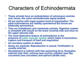 Characters of Echinodermata
• These animals have an endoskeleton of calcareous ossicles
and, hence, the name echinodermata (spiny bodied,
• All are marine with organ-system level of organisation. The
adult echinoderms are radially symmetrical but larvae are
bilaterally symmetrical.
• They are triploblastic and coelomate animals. Digestive system
is complete with mouth on the lower (ventral) side and anus on
the upper (dorsal) side.
• The most distinctive feature of echinoderms is the
presence of water vascular system which helps in locomotion,
capture and transport of food and respiration.
• An excretory system is absent.
• Sexes are separate. Reproduction is sexual. Fertilisation is
usually external.
• Development is indirect with free-swimming larva. Examples:
asterias (star fish), echinus (sea urchin), antedon (sea lily),
cucumaria (sea cucumber) and ophiura (brittle star).
 