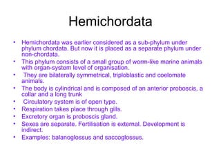 Hemichordata
• Hemichordata was earlier considered as a sub-phylum under
phylum chordata. But now it is placed as a separate phylum under
non-chordata.
• This phylum consists of a small group of worm-like marine animals
with organ-system level of organisation.
• They are bilaterally symmetrical, triploblastic and coelomate
animals.
• The body is cylindrical and is composed of an anterior proboscis, a
collar and a long trunk
• Circulatory system is of open type.
• Respiration takes place through gills.
• Excretory organ is proboscis gland.
• Sexes are separate. Fertilisation is external. Development is
indirect.
• Examples: balanoglossus and saccoglossus.
 