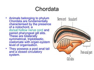 Chordata
• Animals belonging to phylum
Chordata are fundamentally
characterised by the presence
of a notochord, a
dorsal hollow nerve cord and
paired pharyngeal gill slits.
These are bilaterally
symmetrical, triploblastic,
coelomate with organ-system
level of organisation.
• They possess a post anal tail
and a closed circulatory
system.
 