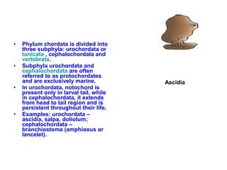 • Phylum chordata is divided into
three subphyla: urochordata or
tunicata , cephalochordata and
vertebrata.
• Subphyla urochordata and
cephalochordata are often
referred to as protochordates
and are exclusively marine.
• In urochordata, notochord is
present only in larval tail, while
in cephalochordata, it extends
from head to tail region and is
persistent throughout their life.
• Examples: urochordata –
ascidia, salpa, doliolum;
cephalochordata –
branchiostoma (amphioxus or
lancelet).
Ascidia
 