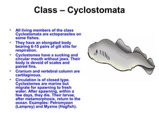Class – Cyclostomata
• All living members of the class
Cyclostomata are ectoparasites on
some fishes.
• They have an elongated body
bearing 6-15 pairs of gill slits for
respiration.
• Cyclostomes have a sucking and
circular mouth without jaws. Their
body is devoid of scales and
paired fins.
• Cranium and vertebral column are
cartilaginous.
• Circulation is of closed type.
Cyclostomes are marine but
migrate for spawning to fresh
water. After spawning, within a
few days, they die. Their larvae,
after metamorphosis, return to the
ocean. Examples: Petromyzon
(Lamprey) and Myxine (Hagfish).
 