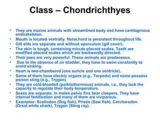 Class – Chondrichthyes
• They are marine animals with streamlined body and have cartilaginous
endoskeleton.
• Mouth is located ventrally. Notochord is persistent throughout life.
• Gill slits are separate and without operculum (gill cover).
• The skin is tough, containing minute placoid scales. Teeth are
modified placoid scales which are backwardly directed.
• Their jaws are very powerful. These animals are predaceous.
• Due to the absence of air bladder, they have to swim constantly to
avoid sinking.
• Heart is two-chambered (one auricle and one ventricle).
• Some of them have electric organs (e.g., Torpedo) and some possess
poison sting (e.g., Trygon).
• They are cold-blooded (poikilothermous) animals, i.e., they lack the
capacity to regulate their body temperature.
• Sexes are separate. In males pelvic fins bear claspers. They have
internal fertilisation and many of them are viviparous.
• Examples: Scoliodon (Dog fish), Pristis (Saw fish), Carcharodon
(Great white shark), Trygon (Sting ray).
 