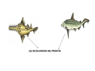 (A) SCOLIODON (B) PRISTIS
 