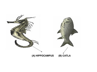 (A) HIPPOCAMPUS (B) CATLA
 