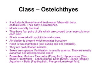 Class – Osteichthyes
• It includes both marine and fresh water fishes with bony
endoskeleton. Their body is streamlined.
• Mouth is mostly terminal.
• They have four pairs of gills which are covered by an operculum on
each side.
• Skin is covered with cycloid/ctenoid scales.
• Air bladder is present which regulates buoyancy.
• Heart is two-chambered (one auricle and one ventricle).
• They are cold-blooded animals.
• Sexes are separate. Fertilisation is usually external. They are mostly
oviparous and development is direct.
• Examples: Marine – Exocoetus (Flying fish), Hippocampus (Sea
horse); Freshwater – Labeo (Rohu), Catla (Katla), Clarias (Magur);
Aquarium – Betta (Fighting fish), Pterophyllum (Angel fish).
 