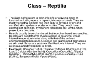 Class – Reptilia
• The class name refers to their creeping or crawling mode of
locomotion (Latin, repere or reptum, to creep or crawl). They are
mostly terrestrial animals and their body is covered by dry and
cornified skin, epidermal scales or scutes. They do not have
external ear openings. Tympanum represents ear. Limbs, when
present, are two pairs.
• Heart is usually three-chambered, but four-chambered in crocodiles.
Reptiles are poikilotherms (A poikilotherm is an animal whose
internal temperature varies along with that of the ambient
environmental temperature.). Snakes and lizards shed their scales
as skin cast. Sexes are separate. Fertilisation is internal. They are
oviparous and development is direct.
• Examples: Chelone (Turtle), Testudo (Tortoise), Chameleon (Tree
lizard), Calotes (Garden lizard), Crocodilus (Crocodile), Alligator
(Alligator). Hemidactylus (Wall lizard), Poisonous snakes – Naja
(Cobra), Bangarus (Krait), Vipera (Viper).
 
