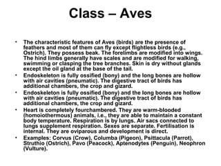 Class – Aves
• The characteristic features of Aves (birds) are the presence of
feathers and most of them can fly except flightless birds (e.g.,
Ostrich). They possess beak. The forelimbs are modified into wings.
The hind limbs generally have scales and are modified for walking,
swimming or clasping the tree branches. Skin is dry without glands
except the oil gland at the base of the tail.
• Endoskeleton is fully ossified (bony) and the long bones are hollow
with air cavities (pneumatic). The digestive tract of birds has
additional chambers, the crop and gizard.
• Endoskeleton is fully ossified (bony) and the long bones are hollow
with air cavities (pneumatic). The digestive tract of birds has
additional chambers, the crop and gizard.
• Heart is completely fourchambered. They are warm-blooded
(homoiothermous) animals, i.e., they are able to maintain a constant
body temperature. Respiration is by lungs. Air sacs connected to
lungs supplement respiration. Sexes are separate. Fertilisation is
internal. They are oviparous and development is direct.
• Examples: Corvus (Crow), Columba (Pigeon), Psittacula (Parrot),
Struthio (Ostrich), Pavo (Peacock), Aptenodytes (Penguin), Neophron
(Vulture).
 