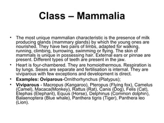 Class – Mammalia
• The most unique mammalian characteristic is the presence of milk
producing glands (mammary glands) by which the young ones are
nourished. They have two pairs of limbs, adapted for walking,
running, climbing, burrowing, swimming or flying. The skin of
mammals is unique in possessing hair. External ears or pinnae are
present. Different types of teeth are present in the jaw.
• Heart is four-chambered. They are homoiothermous. Respiration is
by lungs. Sexes are separate and fertilisation is internal. They are
viviparous with few exceptions and development is direct.
• Examples: Oviparous-Ornithorhynchus (Platypus);
• Viviparous - Macropus (Kangaroo), Pteropus (Flying fox), Camelus
(Camel), Macaca(Monkey), Rattus (Rat), Canis (Dog), Felis (Cat),
Elephas (Elephant), Equus (Horse), Delphinus (Common dolphin),
Balaenoptera (Blue whale), Panthera tigris (Tiger), Panthera leo
(Lion).
 