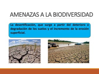 AMENAZAS A LA BIODIVERSIDAD
La desertificación, que surge a partir del deterioro o
degradación de los suelos y el incremento de la erosión
superficial.
 