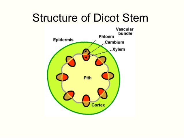 Biology Form 5 Chapter 4 4.6 Growth in multicellular