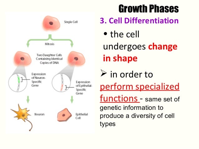 Biology Form 5 Chapter 4 4 6 Growth In Multicellular Organisms