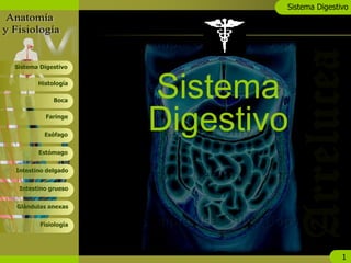 Sistema Digestivo
1
Boca
Faringe
Esófago
Estómago
Histología
Sistema Digestivo
Intestino delgado
Intestino grueso
Glándulas anexas
Fisiología
Sistema
Digestivo
 