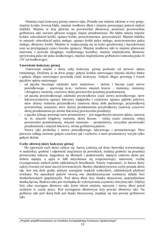 „Projekt współfinansowany ze środków Europejskiego Funduszu Społecznego”
11
Ostatnią część kończyny górnej stanowi ręka. Posiada ona mięśnie ułożone w trzy grupy:
mięśnie kciuka (tworzą kłąb), mięśnie środkowe dłoni i mięśnie poruszające palcem małym
(kłębik). Mięśnie te leżą głównie na powierzchni dłoniowej, ponieważ powierzchnia
grzbietowa ręki zawiera głównie ścięgna mięśni przedramienia. Do kłębu należą mięśnie
kciuka: odwodziciel krótki, zginacz krótki, przeciwstawiasz, przywodziciel. Mięśnie kłębiku
to mięsień: odwodziciel palca małego, zginacz krótki palca małego, przeciwstawiasz palca
małego, dłoniowy krótki. Mięśnie te rozpoczynają się na kości grochowatej i haczykowatej
oraz na przylegającej części troczka zginaczy. Mięśnie środkowe ręki to mięśnie glistowate
(nazwane z powodu okrągłego, wydłużonego kształtu), mięśnie międzykostne dłoniowe
(przywodzą palce do palca środkowego), mięśnie międzykostne grzbietowe (odwodzą palce II
i IV od środkowego).
Unerwienie kończyny górnej
Unerwienie mięśni i skóry całej kończyny górnej pochodzi od nerwów splotu
ramiennego. Dzielimy je na dwie grupy: gałęzie krótkie unerwiające mięśnie okolicy barku
i gałęzie długie unerwiające pozostałą część kończyny. Gałęzie długie powstają z trzech
pęczków splotu ramiennego:
– od pęczka bocznego odchodzi nerw mięśniowo – skórny i boczna część nerwu
pośrodkowego – unerwiają m.in.: ruchowo mięsień kruczo – ramienny, ramienny
i dwugłowy ramienia, czuciowo skórę powierzchni przedniej przedramienia.
– od pęczka przyśrodkowego odchodzi przyśrodkowa część nerwu pośrodkowego, nerw
łokciowy(unerwia zginacz łokciowy nadgarstka i częściowo zginacz głęboki palców),
nerw skórny ramienia przyśrodkowy (unerwia skórę dołu pachowego, przyśrodkową
powierzchnię ramienia), nerw skórny przedramienia przyśrodkowy (unerwia czuciowo
skórę przedramienia po stronie łokciowej powierzchni przedniej).
– z pęczka tylnego powstaje nerw promieniowy – jest najgrubszym nerwem splotu, unerwia
m. in. mięsień trójgłowy ramienia, skórę boczno – tylnej części ramienia, tylnej
powierzchni przedramienia, mięsień ramienno – promieniowy, wszystkie prostowniki
przedramienia i mięsień łokciowy, stronę grzbietową palców.
Nerwy ręki pochodzą z nerwu pośrodkowego, łokciowego i promieniowego. Dwa
pierwsze oddają zarówno gałęzie czuciowe jak i ruchowe, a nerw promieniowy wysyła tylko
gałęzie skórne.
Cechy zdrowej skóry kończyny górnej
Do typowych cech skóry zalicza się: barwę (zależną od ilości barwnika wytwarzanego
w naskórku), grubość i odporność (najcieńsza na powiekach, średniej grubości na przedniej
powierzchni tułowia, najgrubsza na dłoniach i podeszwach), napięcie (zdrowa skóra jest
dobrze napięta, a ujęta w fałd natychmiast się rozprostowuje), matowość, rzeźbę
(występowanie małych pólek oddzielonych bruzdkami). Należy wspomnieć, że barwa skóry
zależy również od stanu naczyń krwionośnych. Bardzo charakterystyczne cechy posiada skóra
rąk. Jest ona dość gruba, pokryta szeregiem wąskich wałeczków, oddzielonych płytkimi
rowkami. Na opuszkach palców tworzą one charakterystyczne osobniczo układy linii
brodawkowatych (papilarnych). Pod skórą dłoni leży tkanka tłuszczowa, poprzedzielana
tkanką łączną. Budowa taka jest niezbędna do wykonywania czynności chwytnej ręki. Głębiej
leży silne rozcięgno dłoniowe ręki, które chroni mięśnie, naczynia i nerwy dłoni przed
uciskiem w czasie pracy. Pod rozcięgnem dłoniowym leży powięź dłoniowa ręki. Na
grzbiecie ręki pod skórą brak jest tkanki tłuszczowej, znajduje się tam powięź grzbietowa
ręki.
 