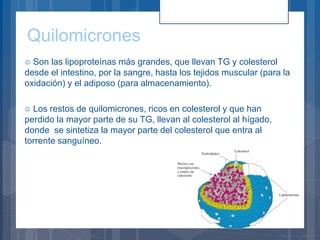 Quilomicrones
 Son las lipoproteínas más grandes, que llevan TG y colesterol
desde el intestino, por la sangre, hasta los tejidos muscular (para la
oxidación) y el adiposo (para almacenamiento).
 Los restos de quilomicrones, ricos en colesterol y que han
perdido la mayor parte de su TG, llevan al colesterol al hígado,
donde se sintetiza la mayor parte del colesterol que entra al
torrente sanguíneo.
 